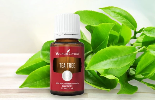 Ulei esențial Young Living Arbore de ceai 15ml